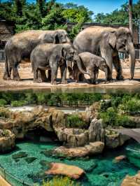 50%0FF休斯頓動物園開啟你與動物的零距離接觸