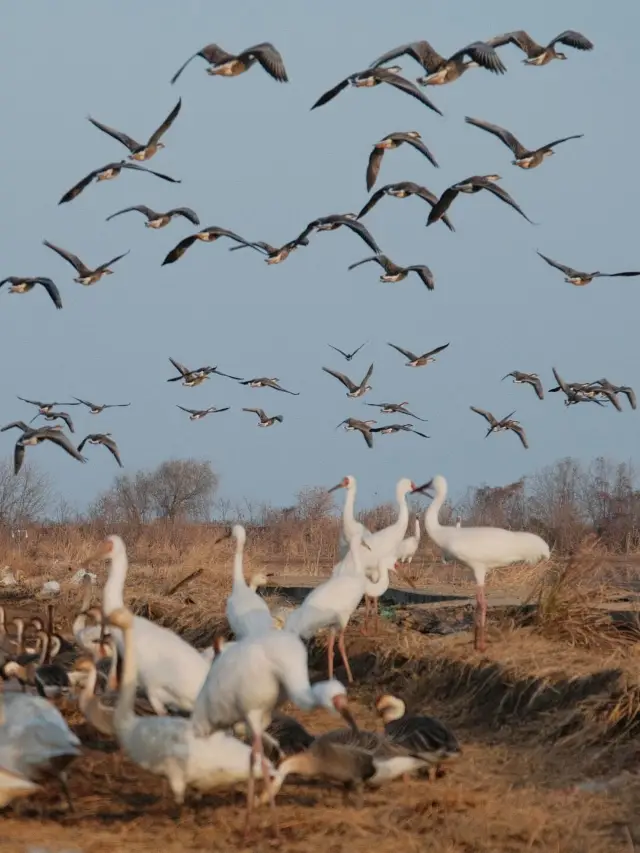 Receive greetings from Siberia in Jiangxi!