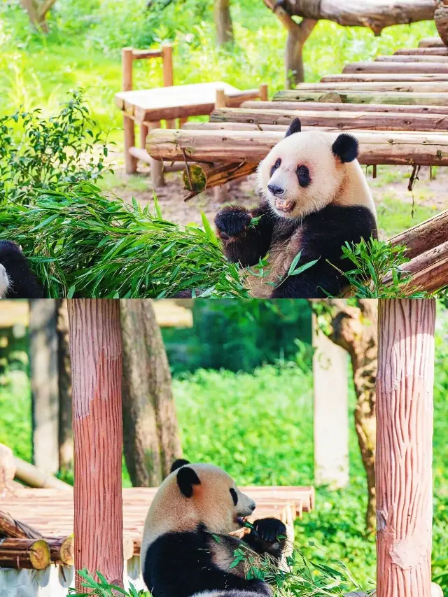 重慶動物園睇熊貓|25蚊嘅快樂後勁好大...
