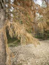休閒好去處青西郊野公園