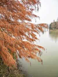 休閒好去處青西郊野公園