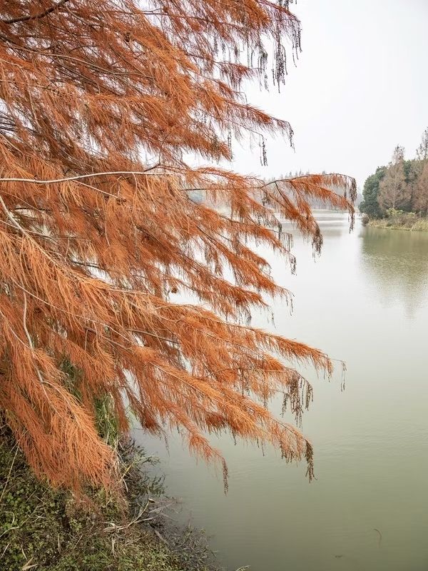 休閒好去處青西郊野公園