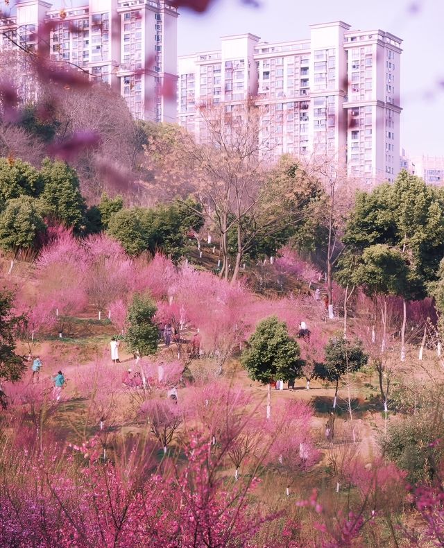 宜昌下牢溪梅園 | 梅花盛宴，春日浪漫