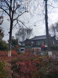 春和景明沙湖賞梅看平頭的606大廈