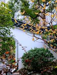 在真如公園遇見「梅」好—踏雨尋梅