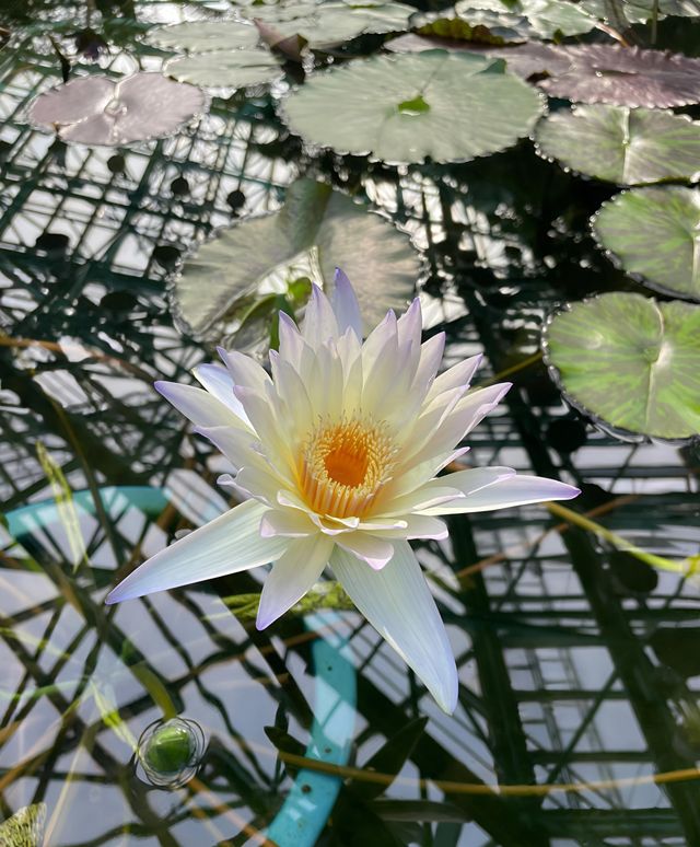 草津市立水生植物公園｜四季畫卷，水生花草繪就的自然詩篇