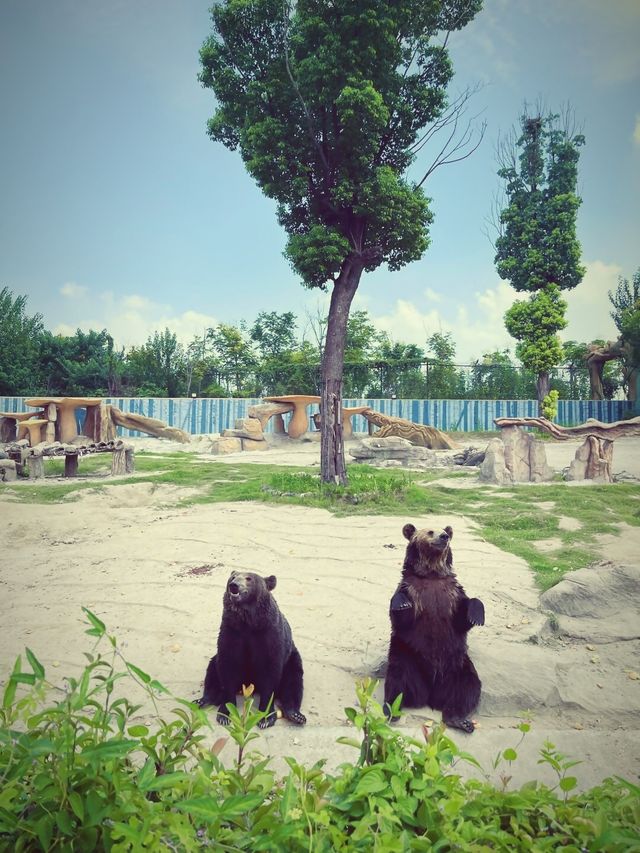 救命！誰能想到南通森林動物園這麼絕，玩到不想走