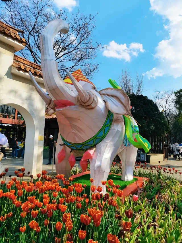 2025 Spring Flower Viewing | Kunming Green Lake Tulips Are Stunning