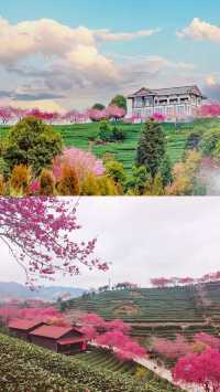《國家地理》嘅櫻花茶園喺呢度
