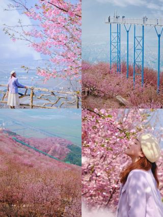 What are you doing in Japan? ! The cherry blossoms in Wenzhou are so beautiful
