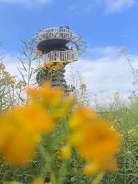 廣州南沙：東涌七彩油菜花海