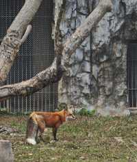 廣州動物園20元的快樂