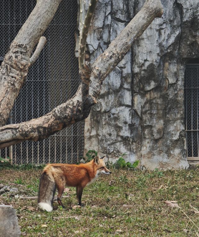 廣州動物園20元的快樂