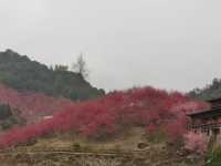溫州櫻花園：初春的粉色夢境