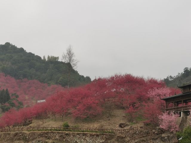 溫州櫻花園：初春的粉色夢境