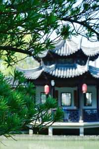 3.16實拍 含苞待放才是最美的最高境界