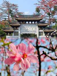 放棄漫花莊園廣州寶墨園賞櫻天花板