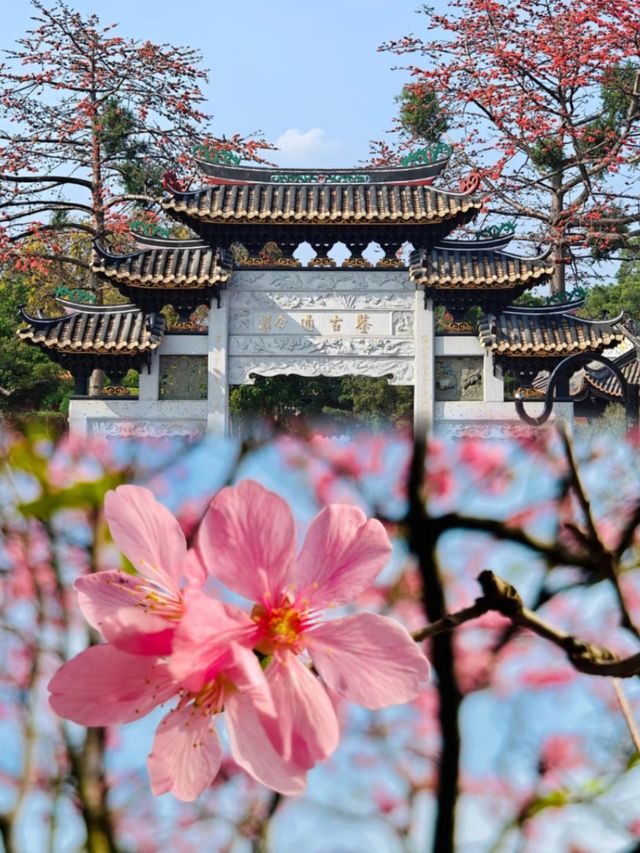 放棄漫花莊園廣州寶墨園賞櫻天花板