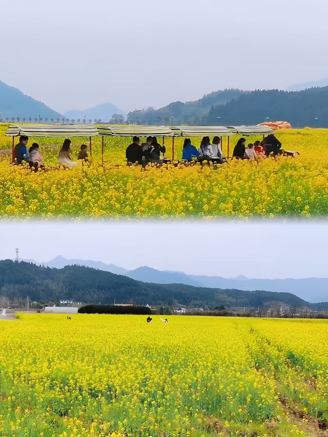 我在武夷上春山｜3月踏青、賞花、品茗全攻略
