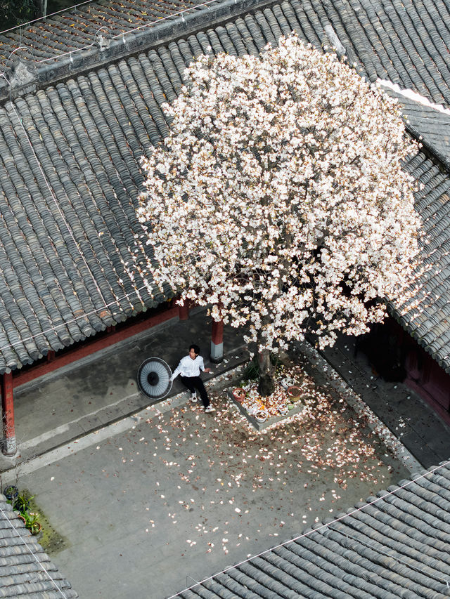 竟然成都市區內千年古寺的玉蘭花美得令人驚嘆