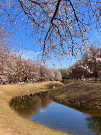 【春日限定】奧森桃花谷 花海美到心醉