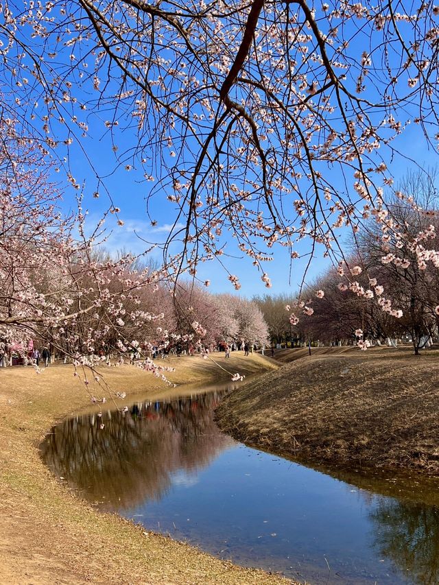 【春日限定】奧森桃花谷 花海美到心醉