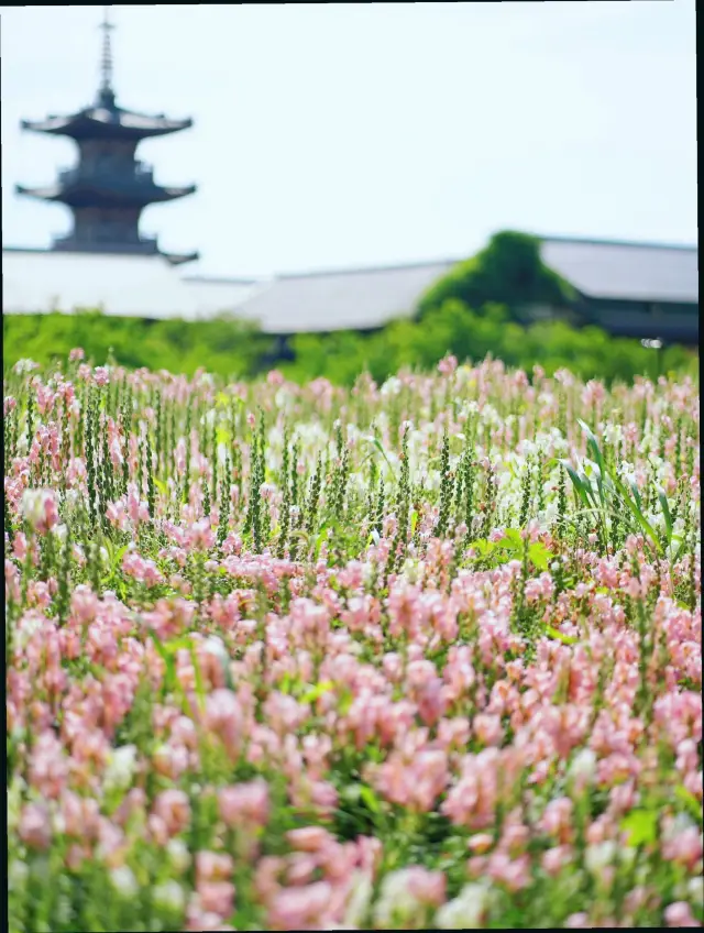 장쑤성 우시|칭밍절 벚꽃놀이 1박 2일 여행 가이드