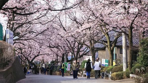 春分の日に花を楽しむ