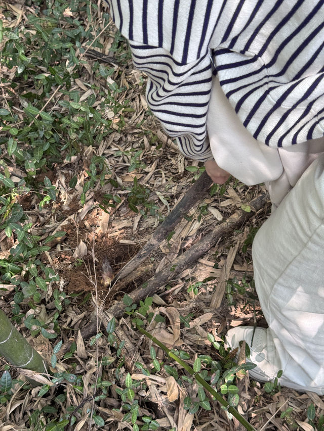 安吉·慢漫丨深憩竹海·趣在挖筍