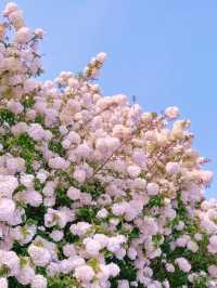 桐鄉繡球花海。
桐鄉繡球花打卡一日遊