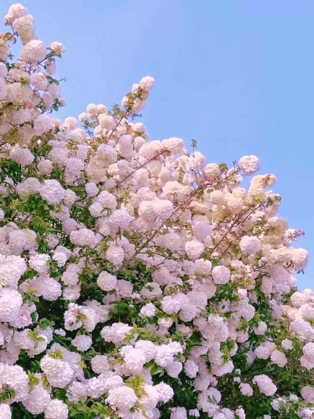 桐鄉繡球花海。
桐鄉繡球花打卡一日遊