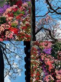 蘇州3.16賞花實況暴走在8座玉蘭花園林