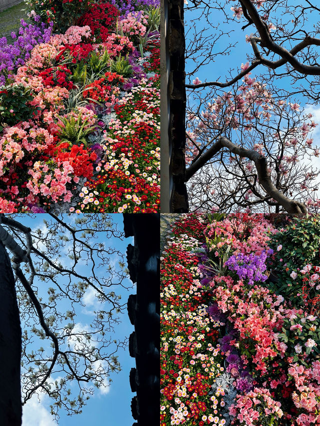蘇州3.16賞花實況暴走在8座玉蘭花園林