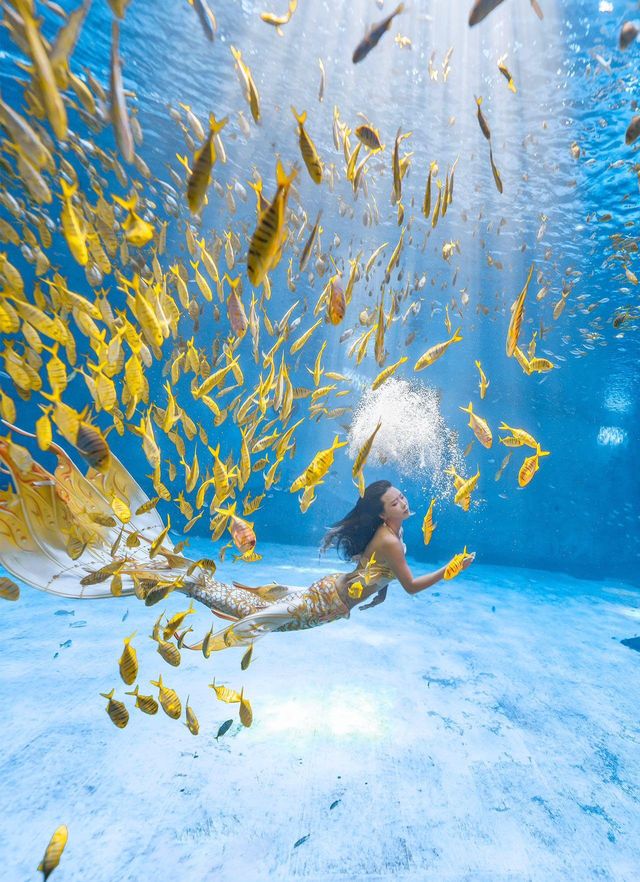 上海海昌五一旅遊攻略