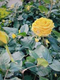 🌺 維多利亞公園花卉展：悠閒賞花的好去處