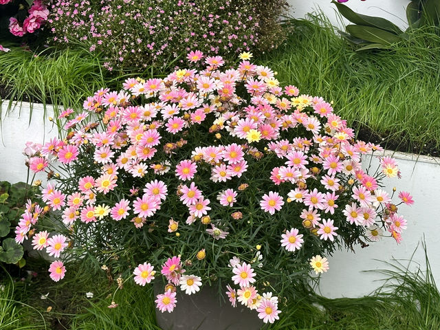 香港維多利亞公園花卉展的魅力！