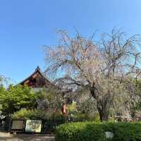 🌸東京上野公園新生｜春日限定的浪漫重啟🌿