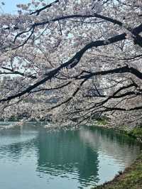 櫻雲繞水，石村湖畔的一場春夢