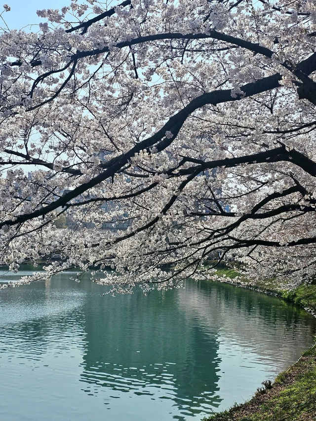 櫻雲繞水，石村湖畔的一場春夢