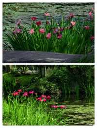 闖入杭州莫奈花園，邂逅鳶尾花海。