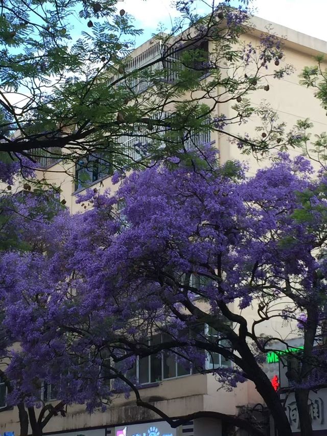 昆明藍花楹太好拍啦