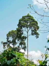 泰國考艾國家公園交通攻略｜探秘隱世森林秘境