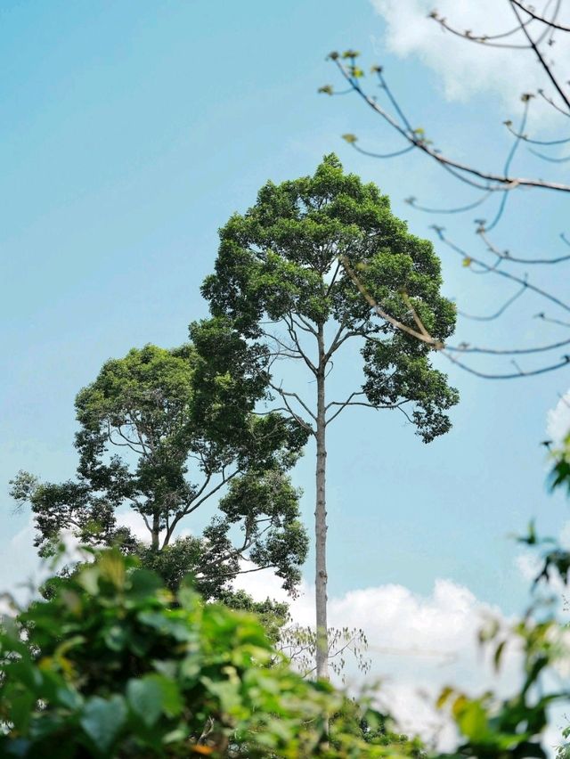 泰國考艾國家公園交通攻略｜探秘隱世森林秘境