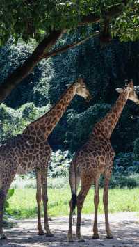 聽勸廣州長隆野生動物園南門入真係正