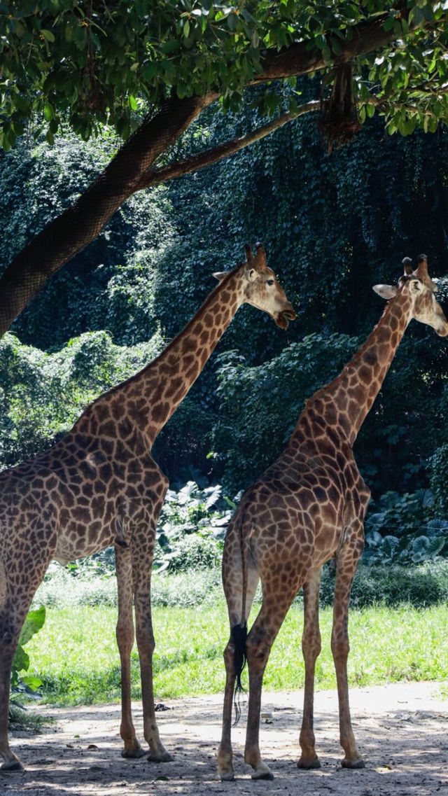 聽勸廣州長隆野生動物園南門入真係正