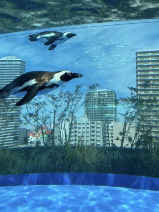 Dreamlike Aquarium in the Sky