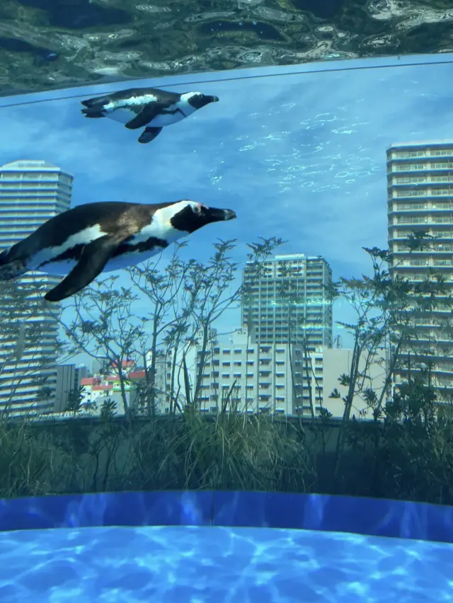 Aquatic Fantasy in the Sky