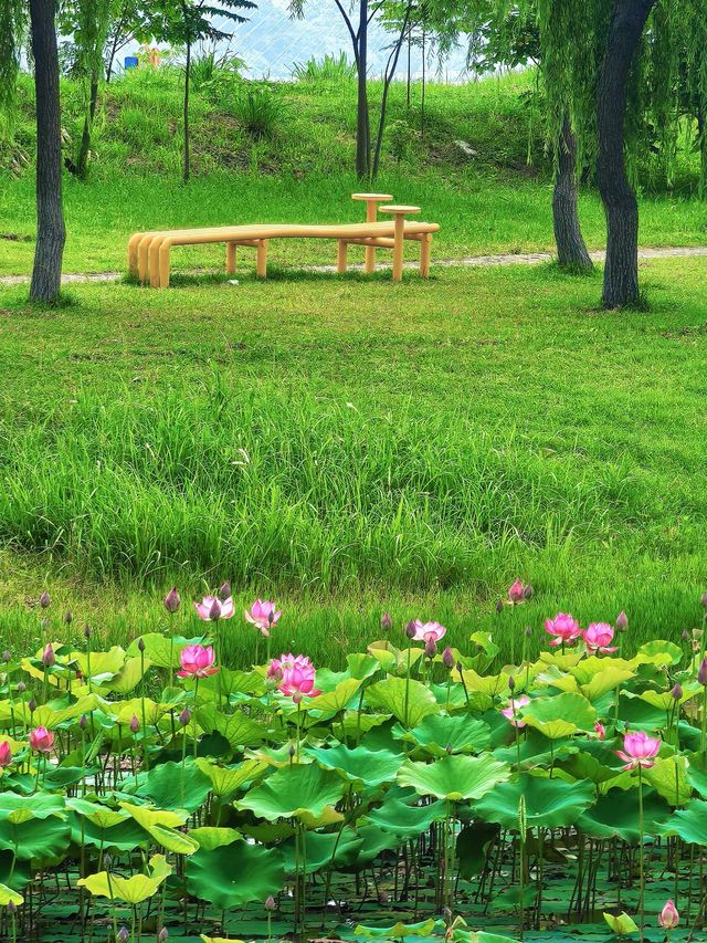 「第一視角」帶你上月亮島