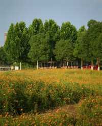 洋湖濕地公園真係靚爆啦！