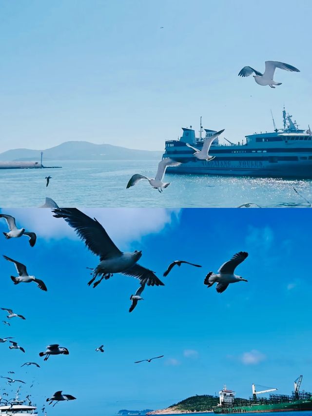 從另一個角度看海驢島！